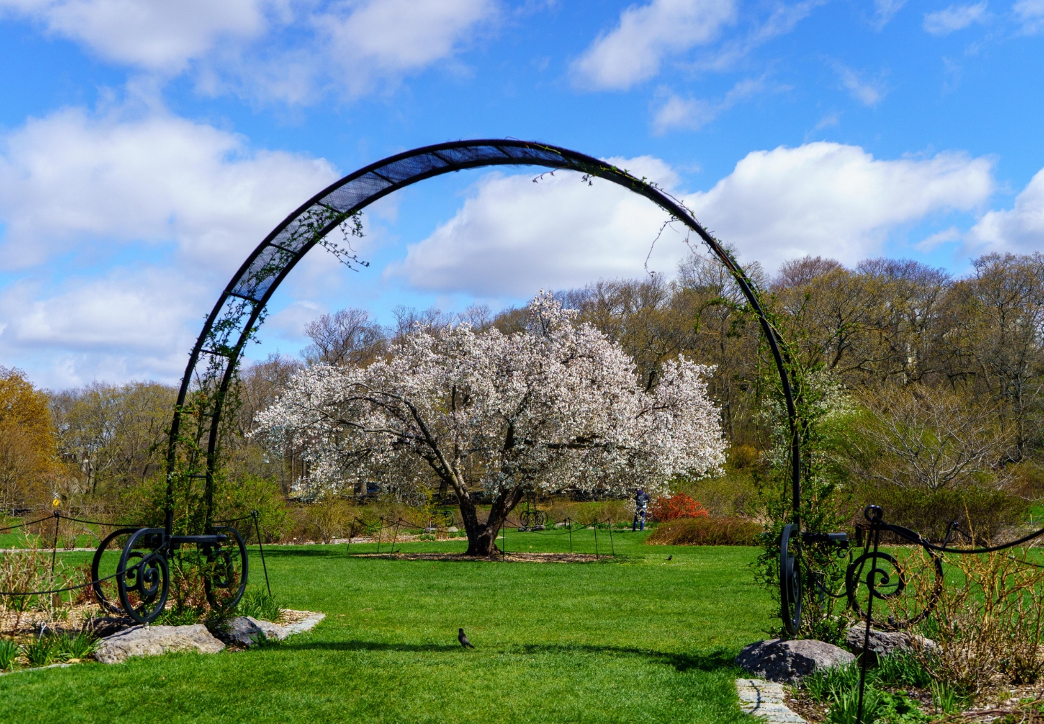 פארק ארנולד ארבורטום - Arnold Arboretum
