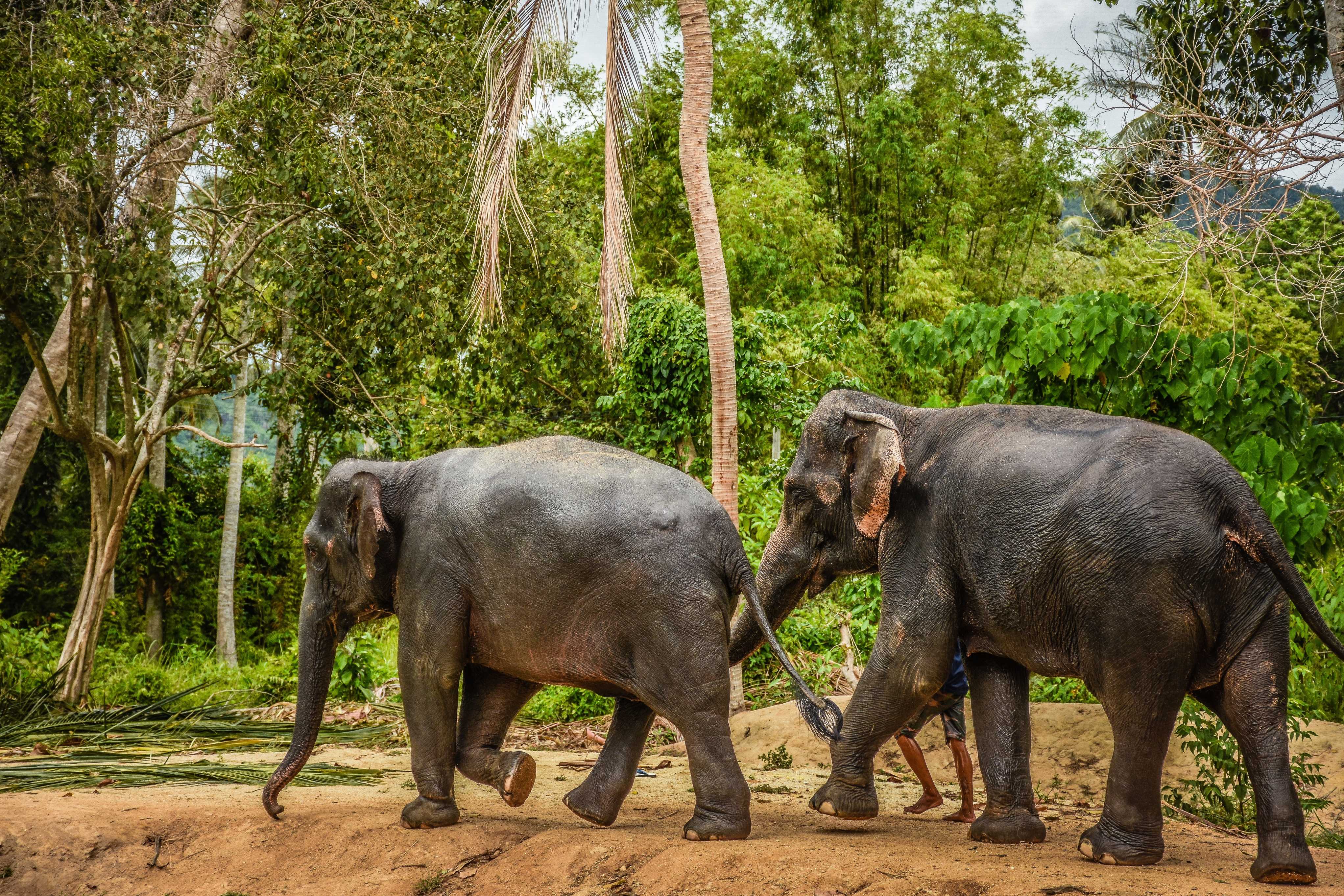 חווה שיקומית לפילים - Samui Elephant Sanctuary