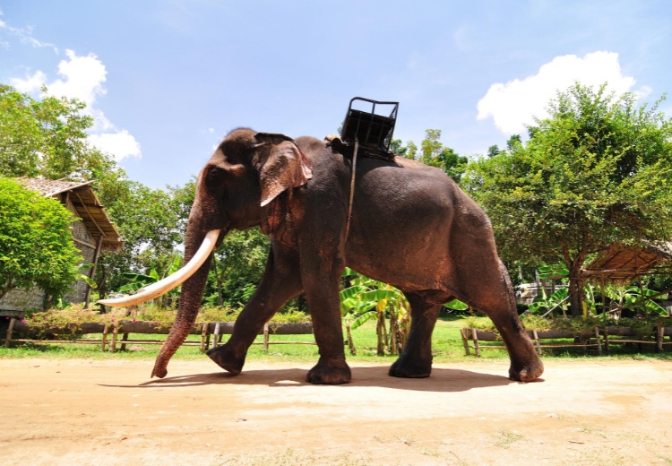 טיסה לבנגקוק