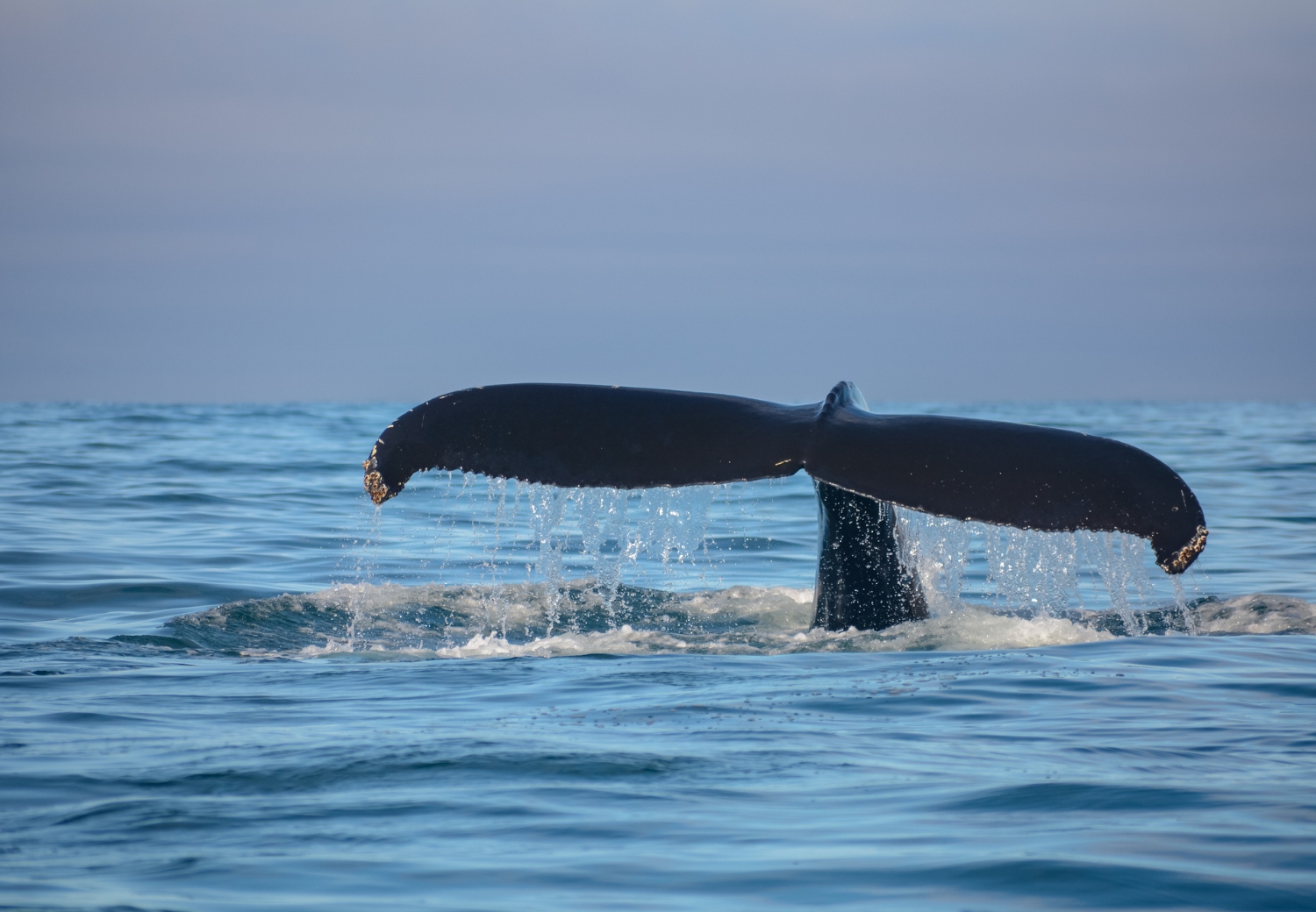 שייט מאורגן לאיסלנד והאיים הבריטים
