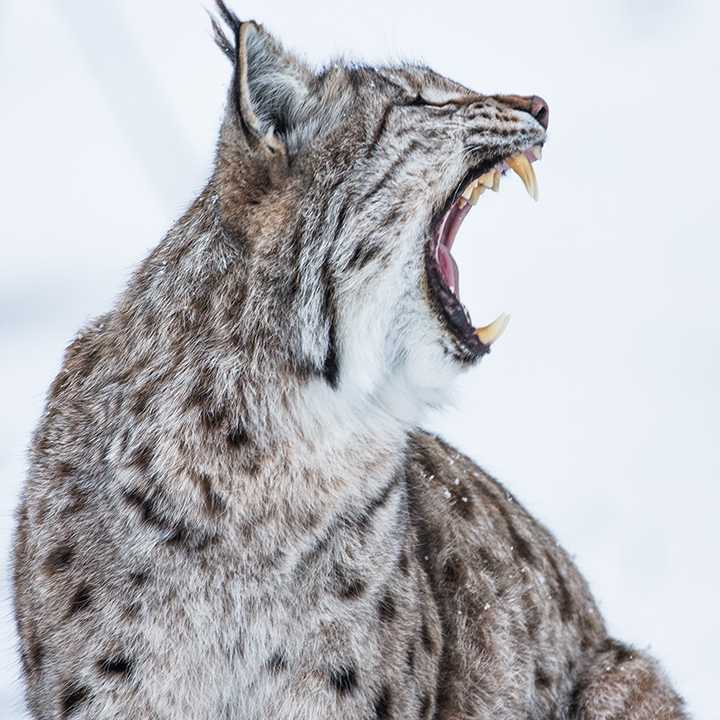 טיולים מאורגנים rvn;lpn