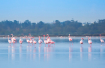 חופשה בלרנקה