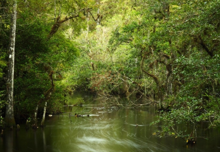  ביג סייפרס נשיונל פרסרב - Big Cypress National Preserve