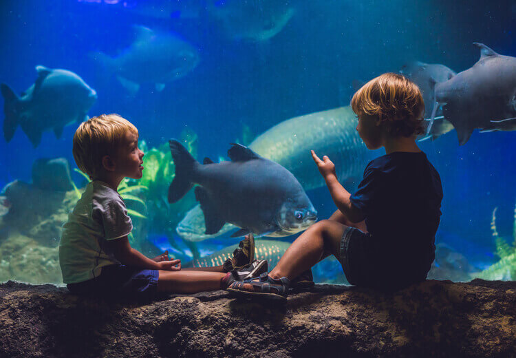 אקווריום קורפו - ‪‪Corfu Aquarium