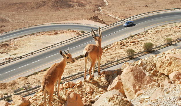 חופשה בנגב