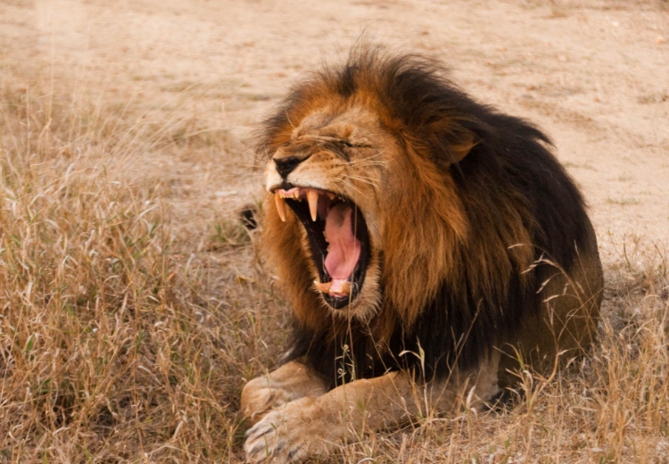 טיול מצווה בספארי