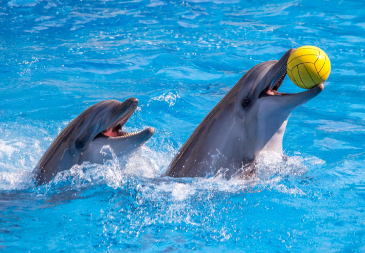 Batumi Dolphinarium