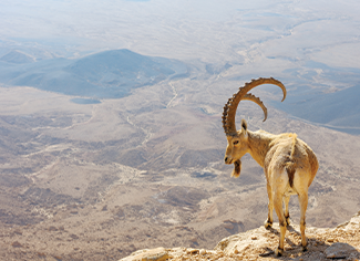 טיסה לתל אביב