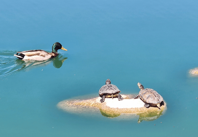 אגם הצבים בטביליסי