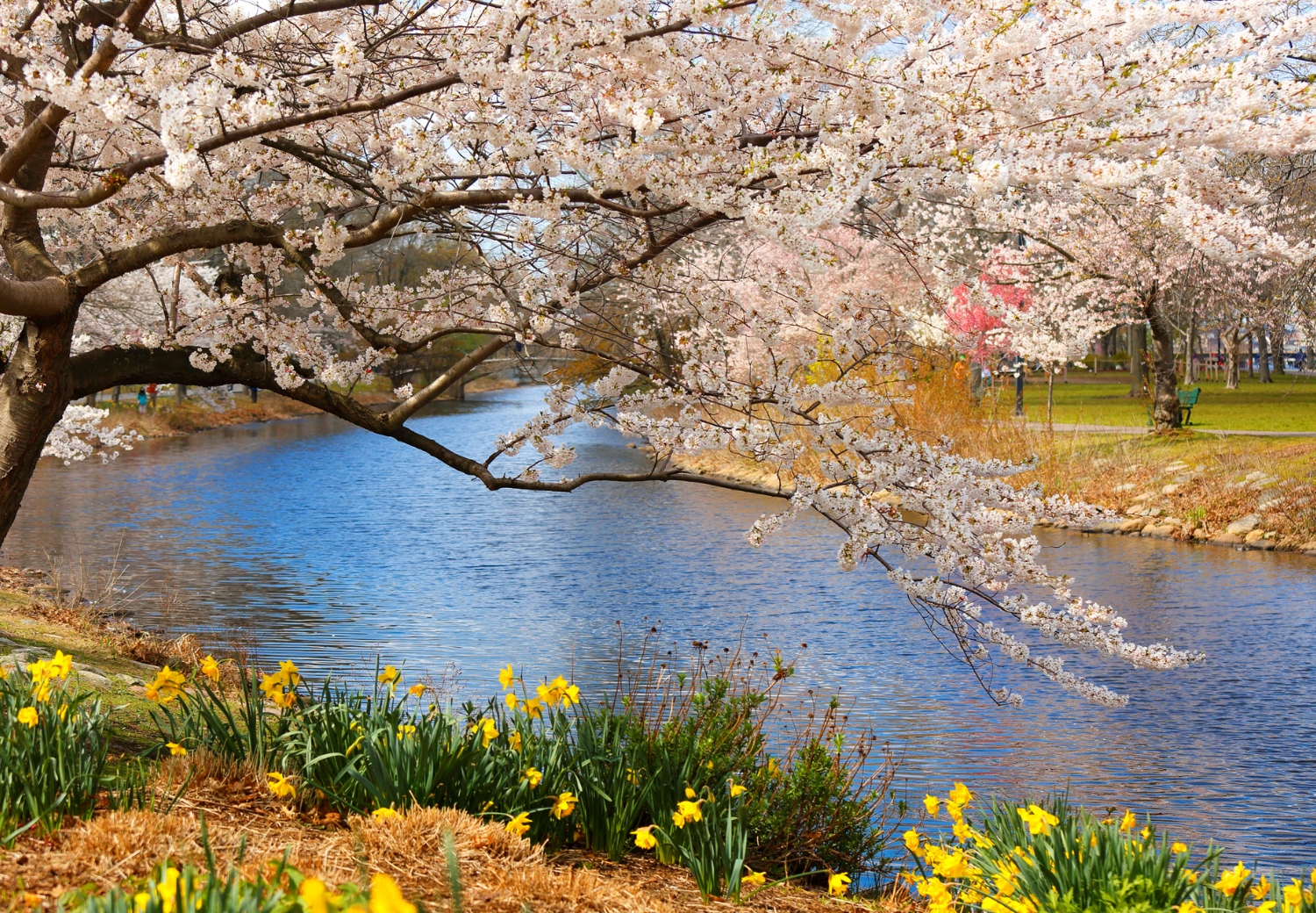 צ'ארלס ריבר אספלנייד - Charles River Esplanade