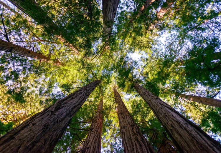 מויר וודס נשיונל מוניומנט Muir Woods